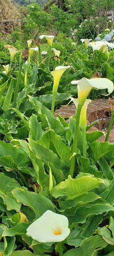 La Casa del Arbol-巴尼奥斯县