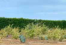 Citrus Field景点图片