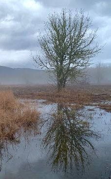 Jackson-Frazier Wetlands-本顿县