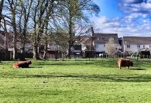 Camelon Park景点图片