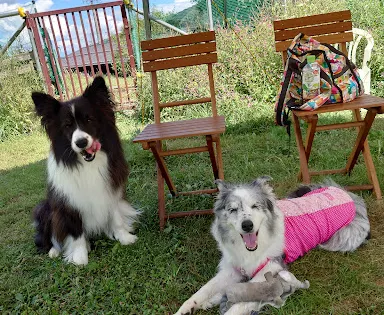 Dog Run Wan-WA