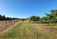 George and Sue's Cherry Farm & Produce景点图片