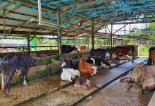 SRZ Ternak (Ladang Tenusu Jeram Mengaji)景点图片