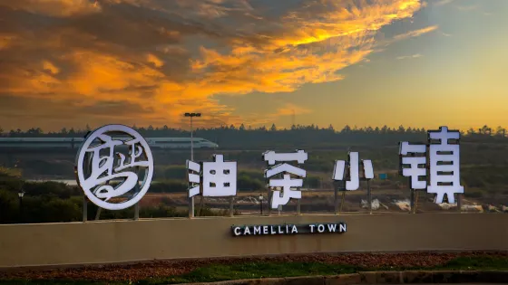 高正油茶小鎮