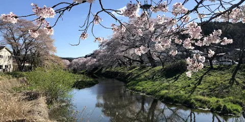 高田桜