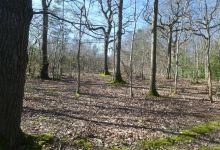 West Blean & Thornden Woods景点图片