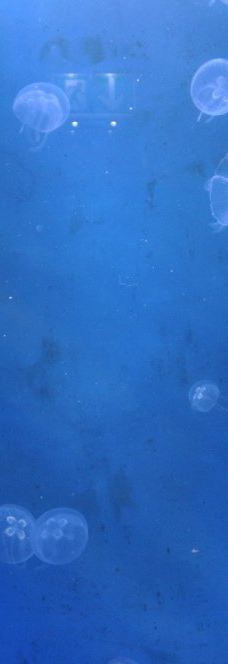 基尔水族馆-基尔