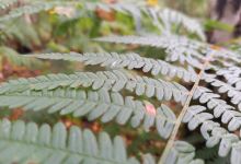 RSPB Reserve Blean Woods景点图片