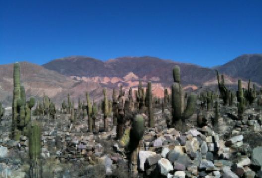 Pucara de Tilcara考古遗址景点图片