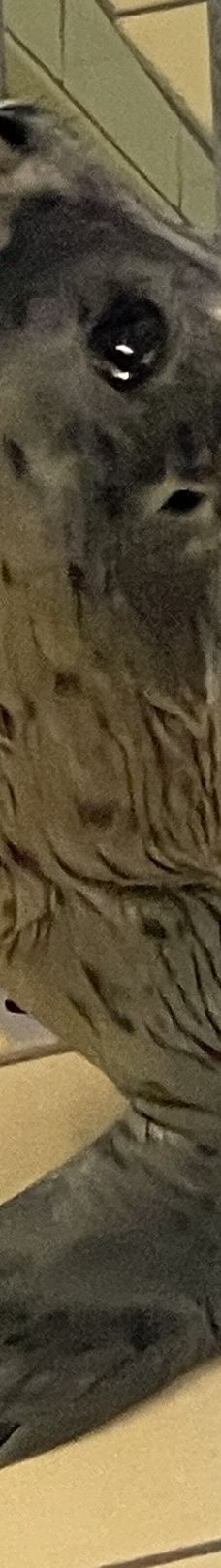 Seehundstation und Waloseum-诺德代希