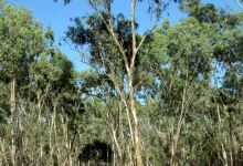 Kaiserstuhl Conservation Park景点图片