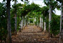 Vignoble du Marathonien景点图片