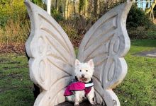 Fullarton Fairy Trail景点图片
