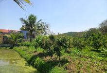 Nông trại Diện Thơn景点图片