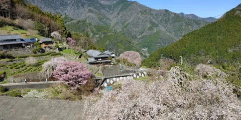 中越家のしだれ桜