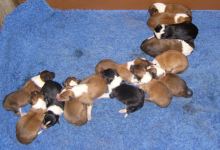 Collies vom Kaninchenhof购物图片