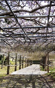 河内藤园-北九州