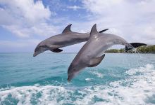 Wasini dolphin spinner景点图片