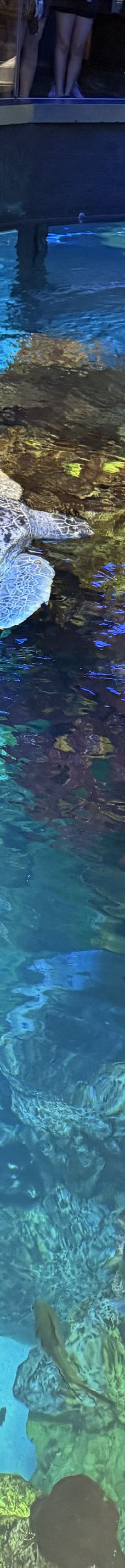 新英格兰水族馆-波士顿-YoYo_4P4L9F6V