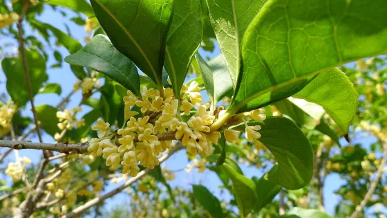 大豐森林公園