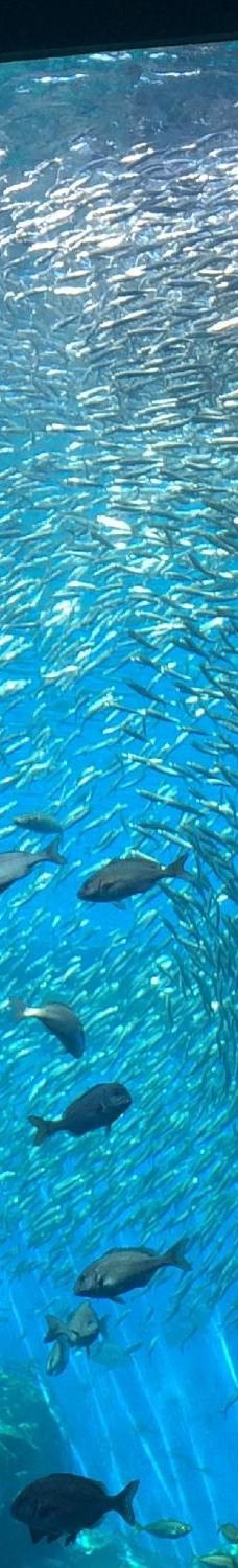 仙台海洋森林水族馆-仙台