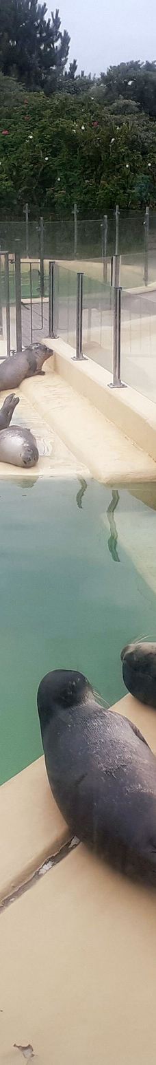 Seehundstation und Waloseum-诺德代希