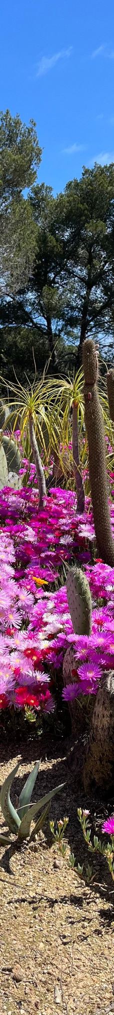 Jardí Botànic Tropical Paratge Pinya de Rosa-布拉内斯