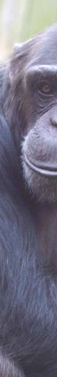 Twycross Zoo-阿瑟斯通