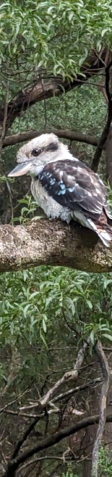 坎尼特河沿岸考拉步行道-Kennett River