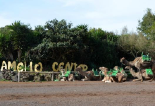 Camello center (paseos en camello y restaurante)景点图片