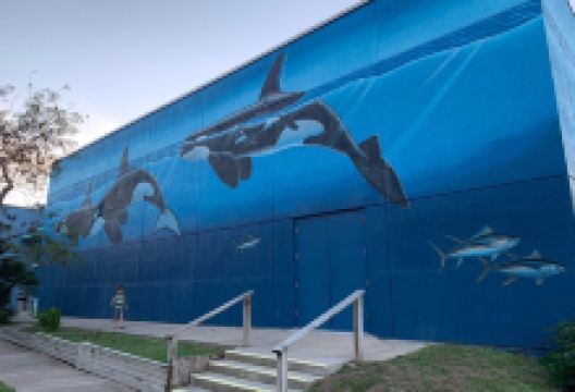 Whaling Wall景点图片