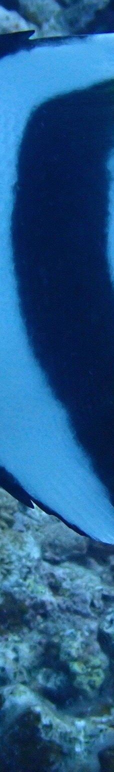 庆良间诸岛-座间味村