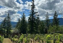 Larch Hills Winery景点图片
