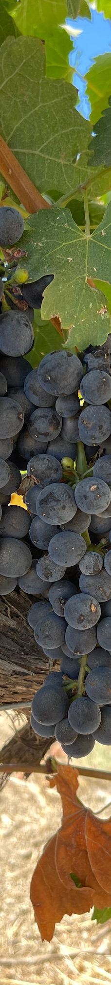 Healdsburg Plaza-希尔兹堡