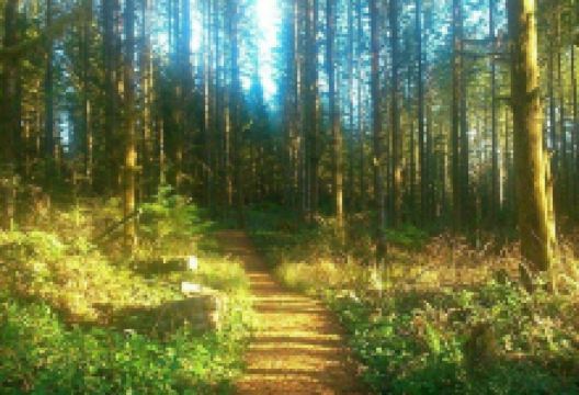 Malcolm Knapp Research Forest景点图片