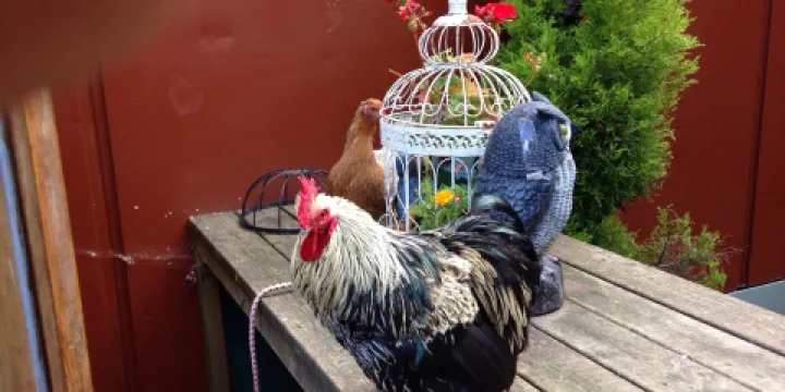 British Wildlife Rescue Centre