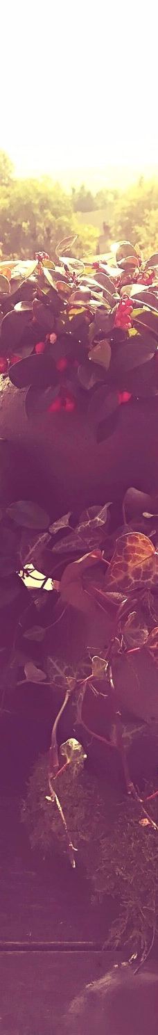 Museum MONREPOS-新维德