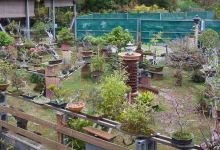 Jardin de Bonsais景点图片