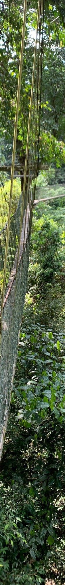 Mulu Skywalk-马鲁迪