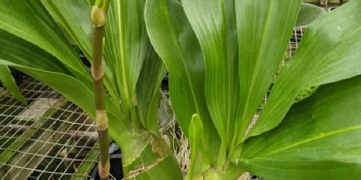 Orchids by Hausermann