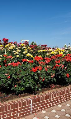 Yoshiumi Rose Park-今治市