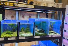 Tropical Aquarium购物图片