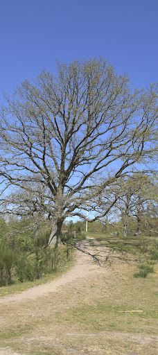 Svanninge Bakker-福堡