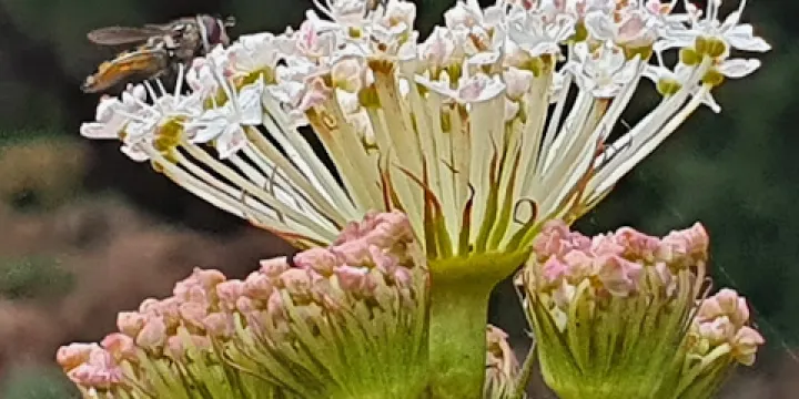 Brookland Greens Nature Reserve