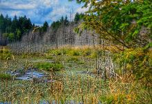 Coats Marsh Regional Park景点图片