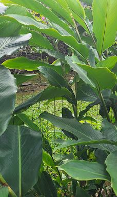 Kapalua Coastal Trail-卡帕拉奥阿