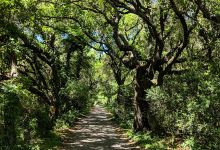 Lafitte Woods Nature Preserve Grilletta Tract景点图片