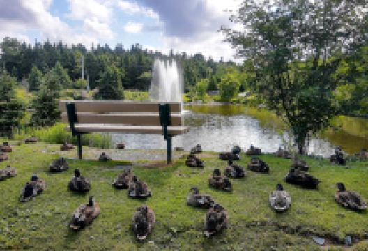 Power's Pond景点图片