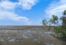 Kawasan Wisata Mangrove Pangkalan Babu景点图片