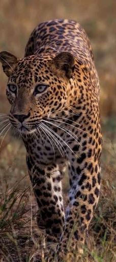 Yala Block I-汉班托特